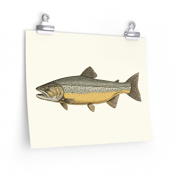 Vintage Style Brown Trout - Art Print